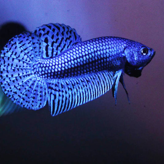 Blue Alien Male Betta (pack of 5)