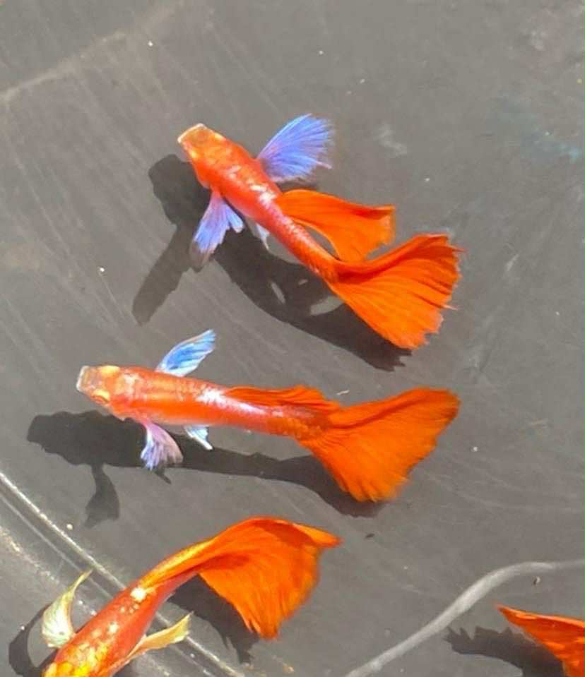 (LTG-057) Albino Full Red Big Ear Thai Fancy Guppy