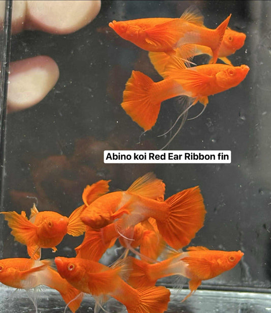(LTG-063) Albino Koi Red Ear Ribbon Thai Fancy Guppy