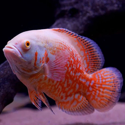 Albino Tiger Oscar