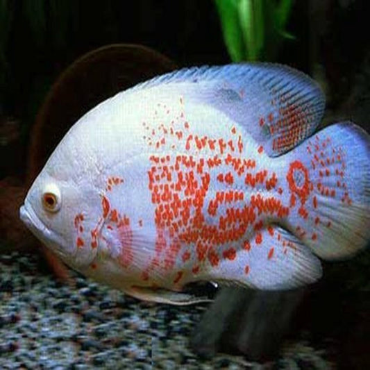albino tiger oscar south american cichlid
