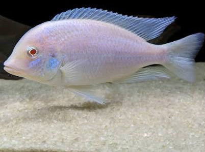 Albino dolphin moori African Cichlid