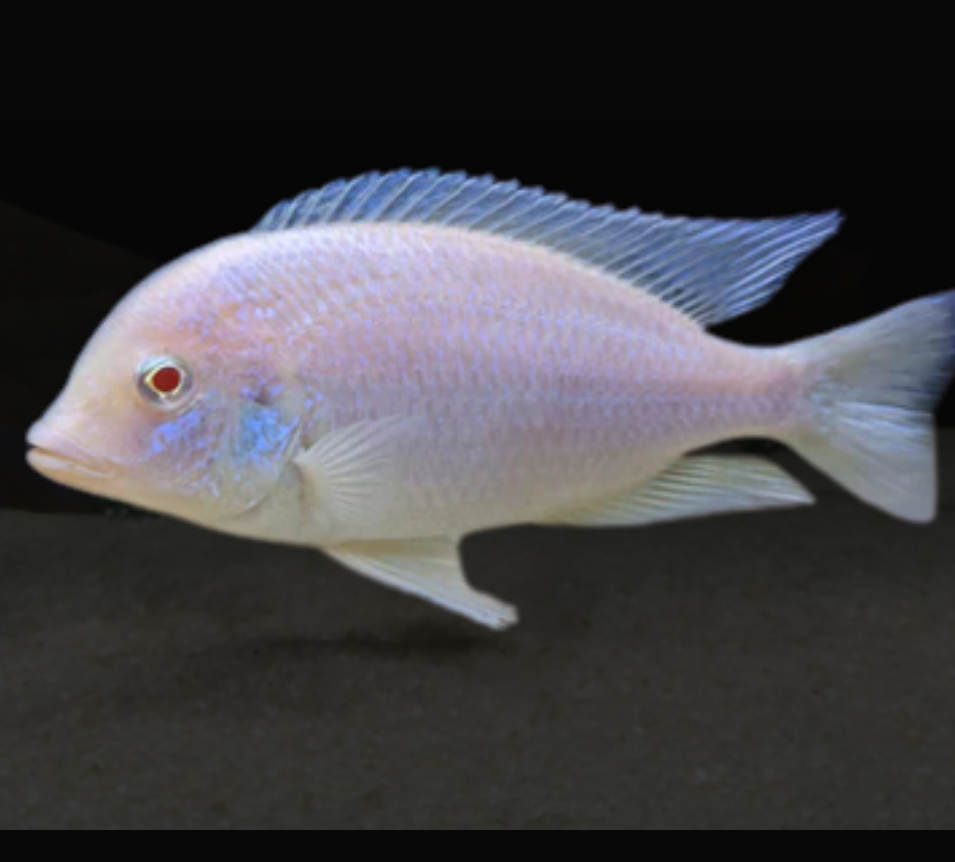 Albino dolphin moori African Cichlid