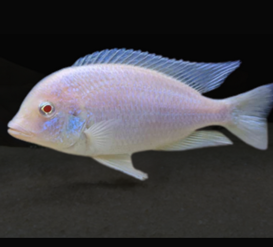 Albino dolphin moori African Cichlid