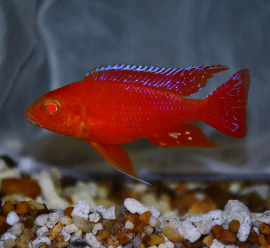 Albino dragon blood African Cichlid