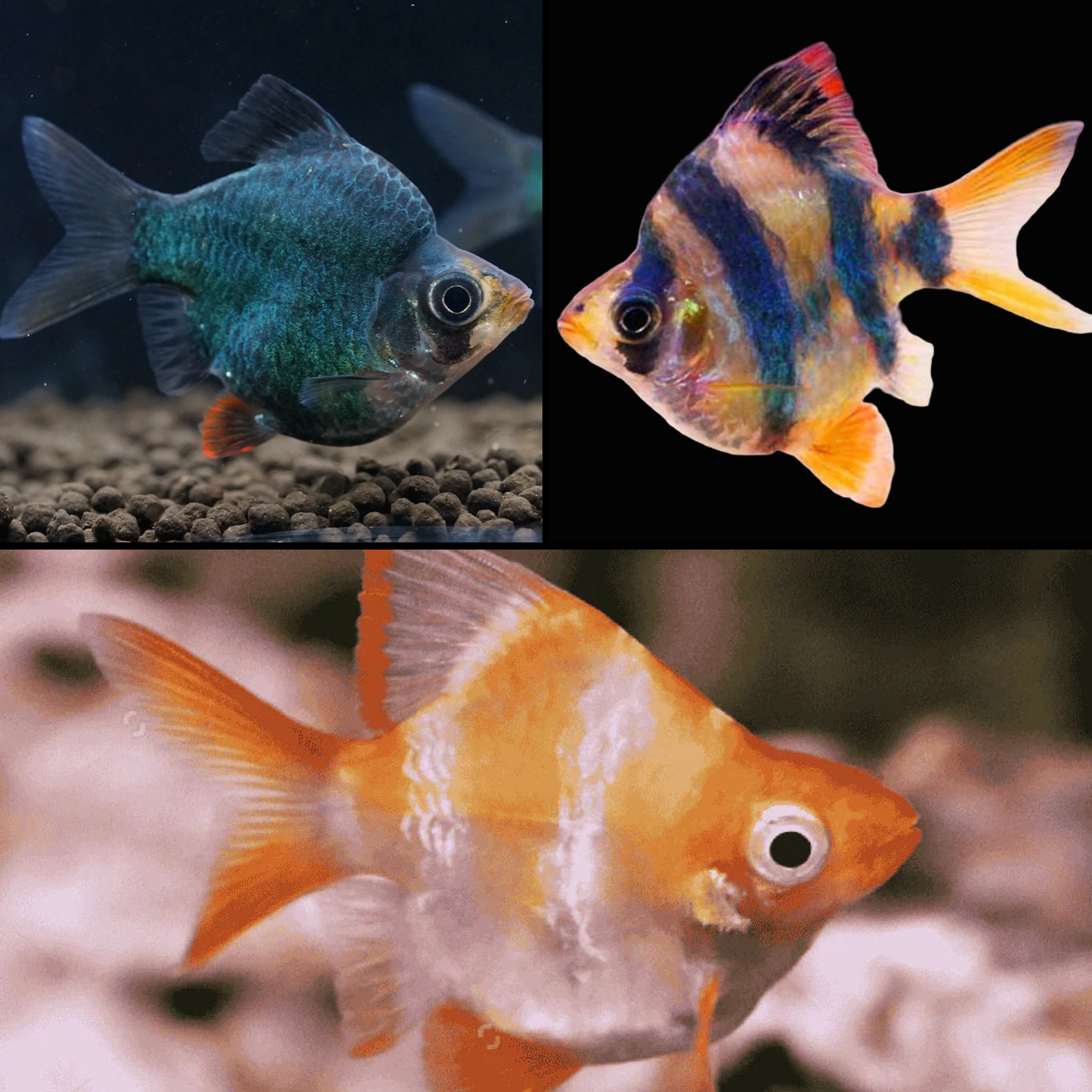 BARB - ASST BALLOON TIGER BARB