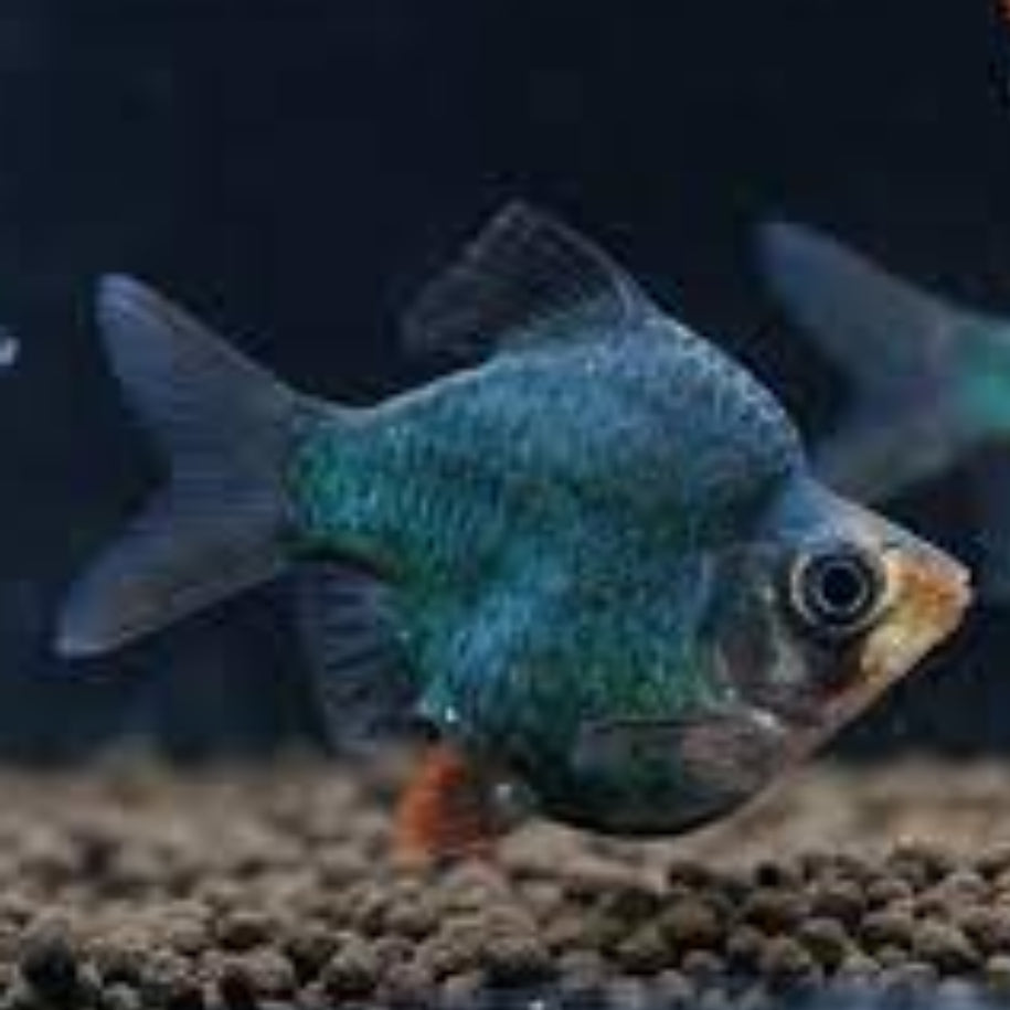 green blushing balloon barb