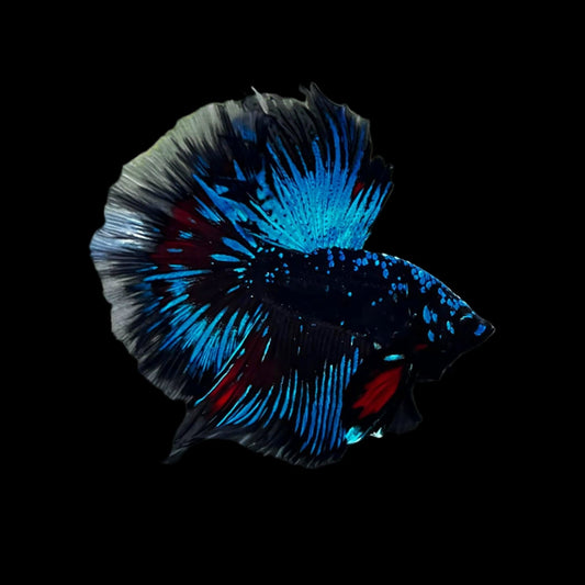 black koi galaxy halfmoon male betta
