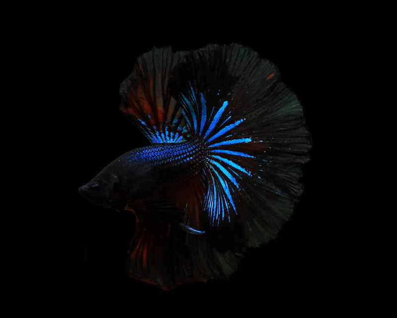 black koi male halfmoon betta