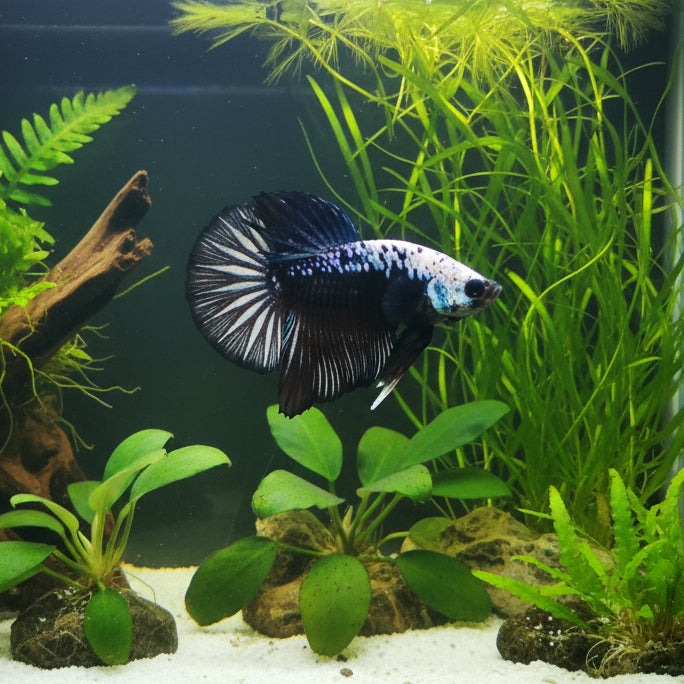 black mamba plakat male betta