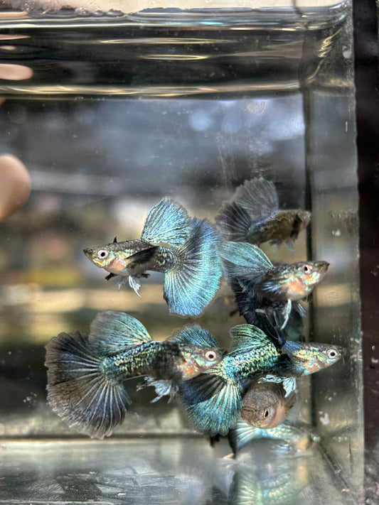 (LTG-041) Blue Dragon Big Dorsal Halfmoon Thai Fancy Guppy