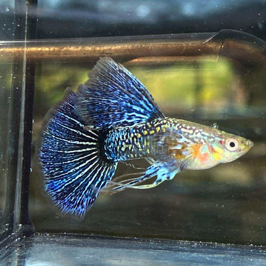 (LTG-052) Blue Dragon Ribbon Fancy Guppy