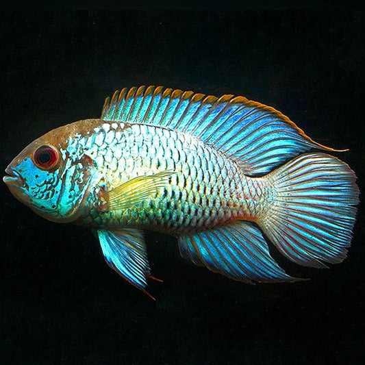 electric blue acara south american cichlid