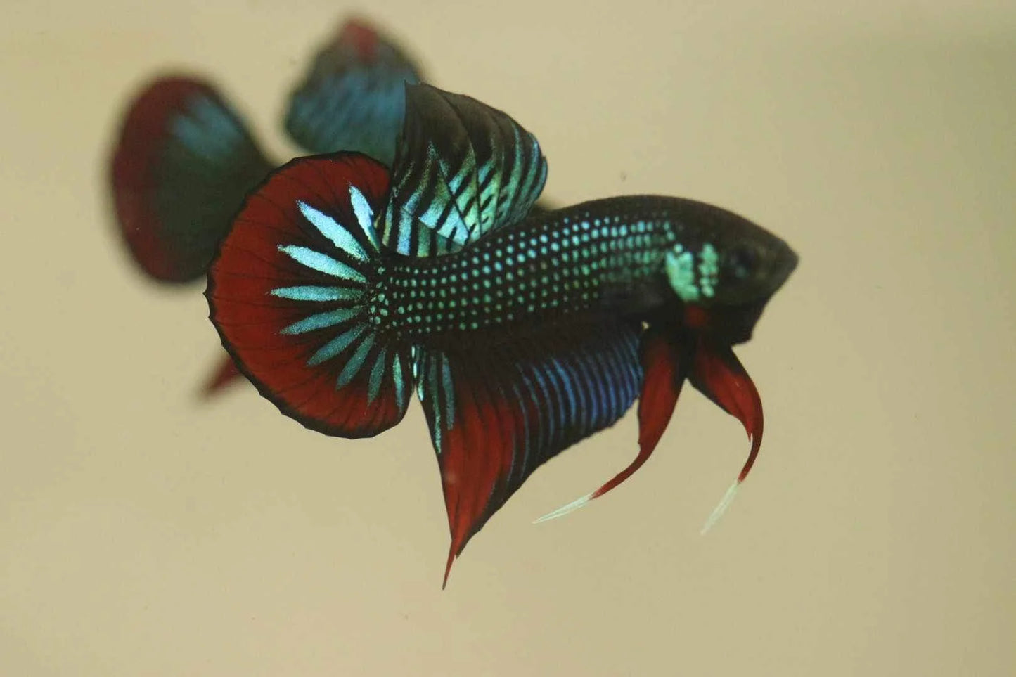 Green Imbellis Red Tail Wild Male Betta (pack of 5)