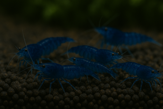 Blue Saphire