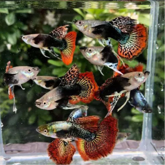 (LTG-051) Dumbo Ear Red Dragon Ribbon Thai Fancy Guppy