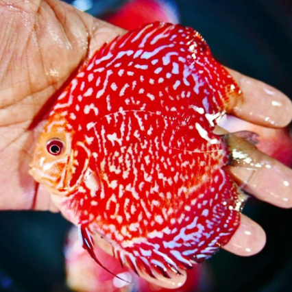 (LTD-020) Red Rafflesia