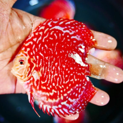 (LTD-020) Red Rafflesia