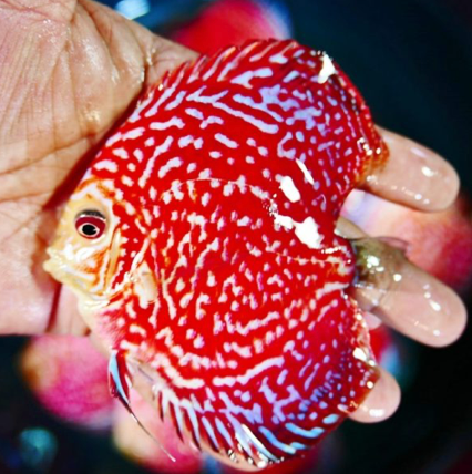 (LTD-020) Red Rafflesia