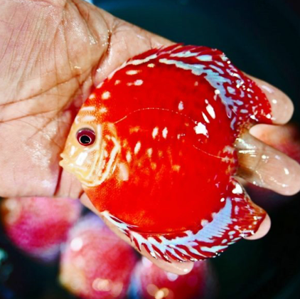 (LTD-020) Red Rafflesia