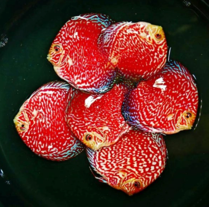 (LTD-020) Red Rafflesia
