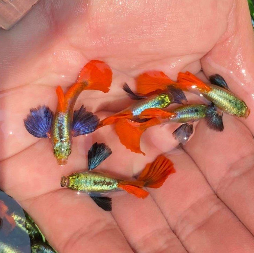 (LTG-013) Dumbo Ear Red Tail Thai Fancy Guppy