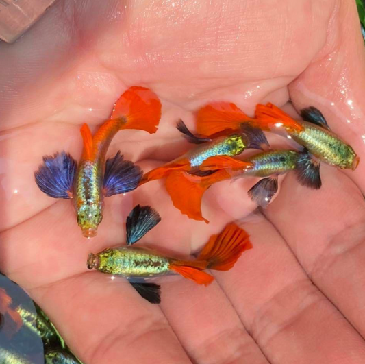 (LTG-013) Dumbo Ear Red Tail Thai Fancy Guppy