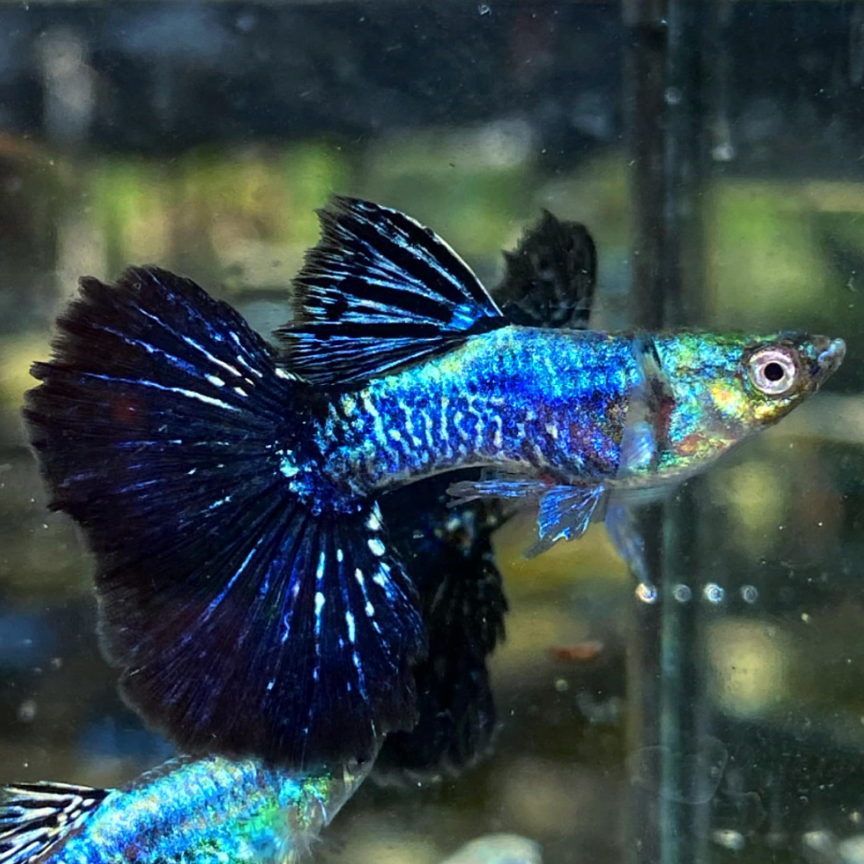 (LTG-008) Blue/Green Dragon Thai Fancy Guppy