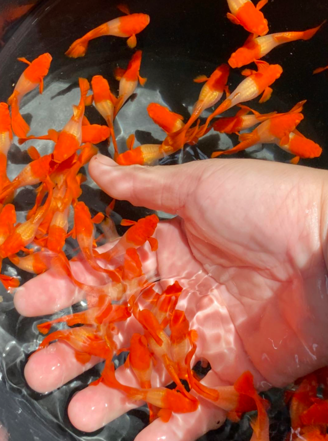 (LTG-004) Albino Red Koi Thai Fancy Guppy