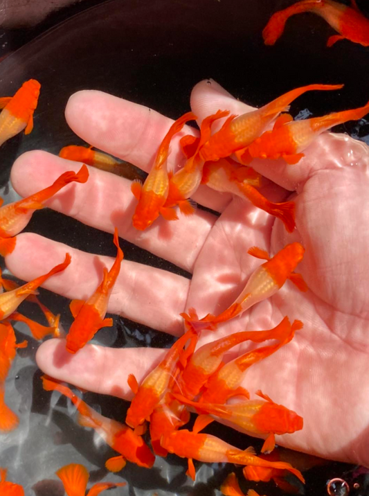 (LTG-004) Albino Red Koi Thai Fancy Guppy