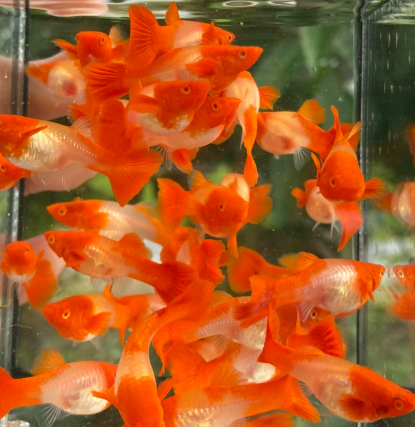 (LTG-004) Albino Red Koi Thai Fancy Guppy