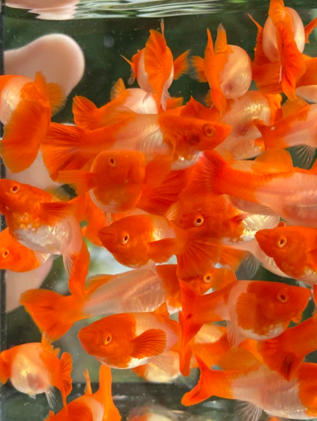 (LTG-004) Albino Red Koi Thai Fancy Guppy