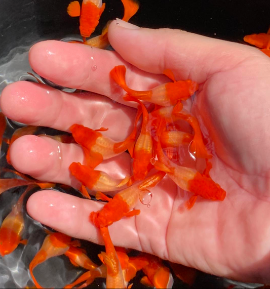 (LTG-004) Albino Red Koi Thai Fancy Guppy