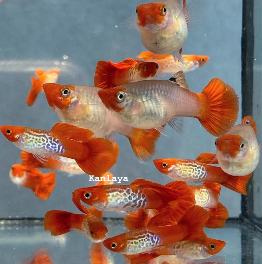 (LTG-059) Koi Lace Snakeskin Thai Fancy Guppy