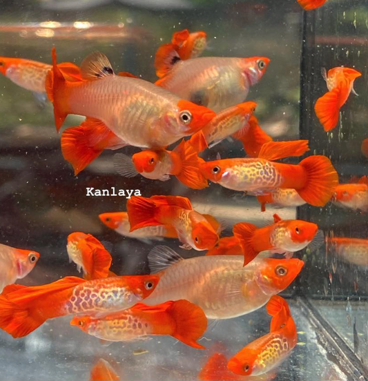 (LTG-059) Koi Lace Snakeskin Thai Fancy Guppy
