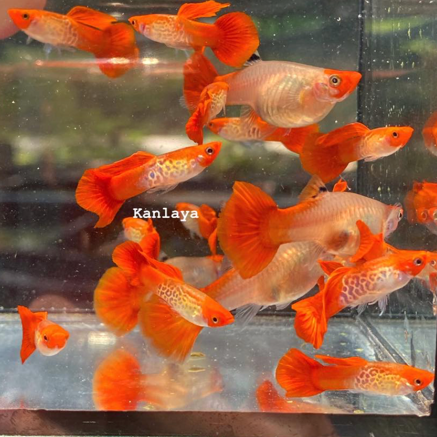 (LTG-059) Koi Lace Snakeskin Thai Fancy Guppy