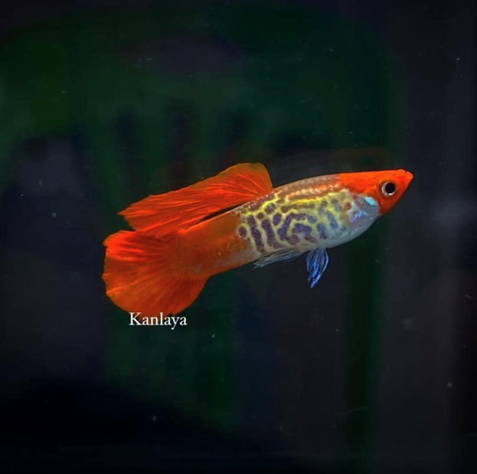 (LTG-059) Koi Lace Snakeskin Thai Fancy Guppy