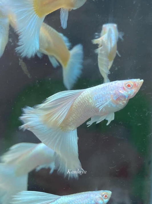 (LTG-002) Albino Full White Thai Fancy Guppy
