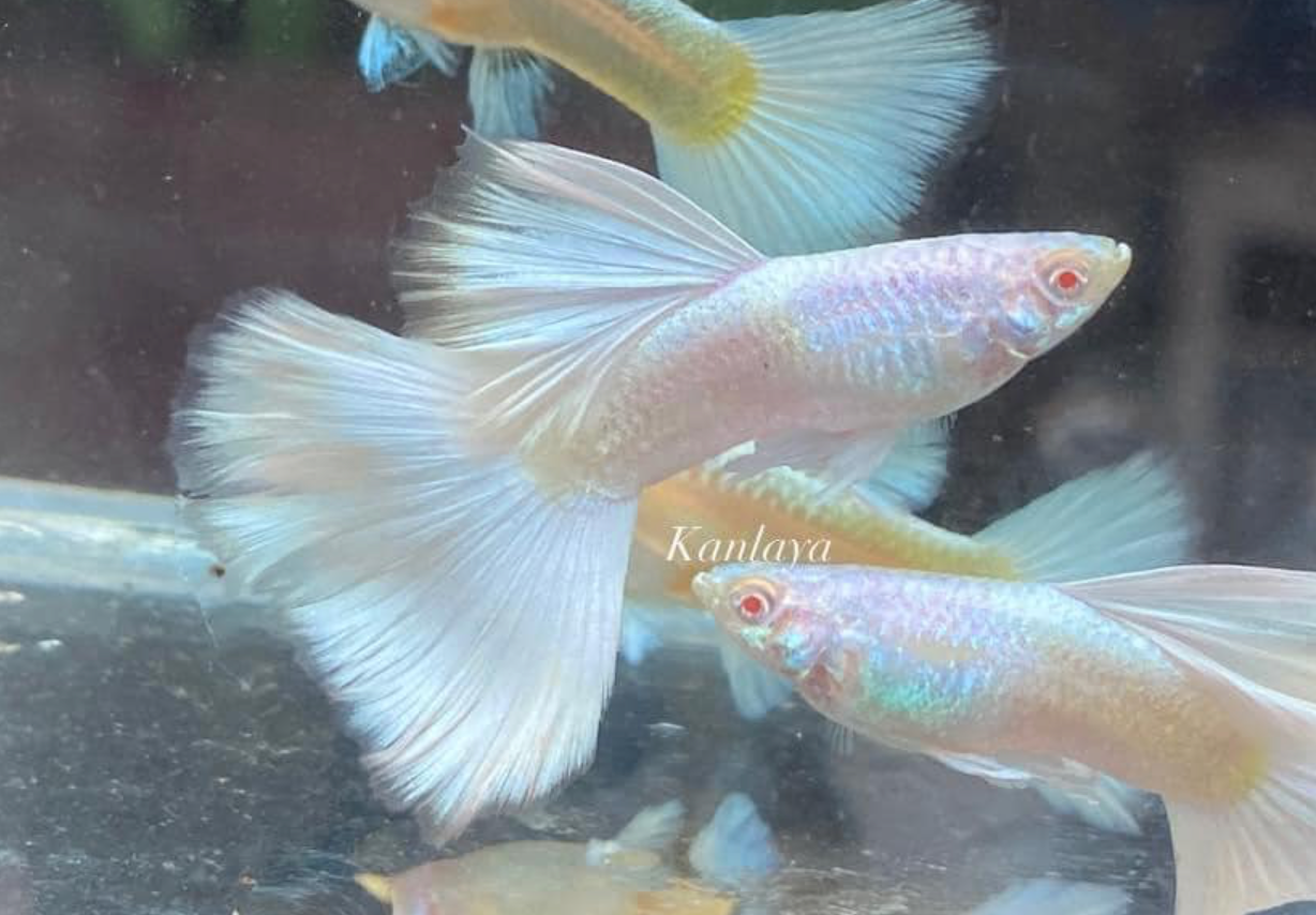 (LTG-002) Albino Full White Thai Fancy Guppy