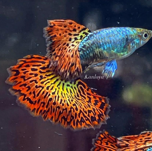 (LTG-015) Red Dragon High Dorsal Thai Fancy Guppy