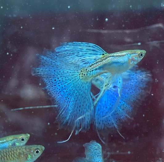(LTG-055) Blue Grass Ribbon Thai Fancy Guppy
