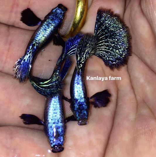 (LTG-008) Blue/Green Dragon Thai Fancy Guppy
