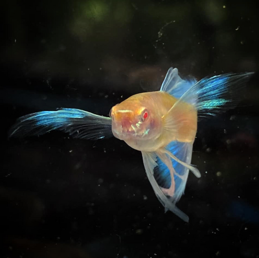 (LTG-054) Albino Blue Tail Ribbon Thai Fancy Guppy