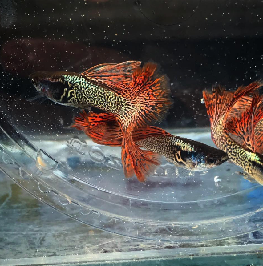 (LTG-048) Metal Red Lace Thai Fancy Guppy