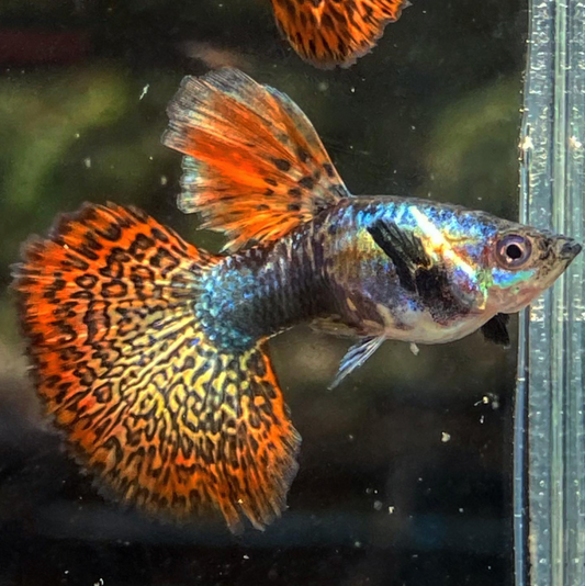 (LTG-015) Red Dragon High Dorsal Thai Fancy Guppy
