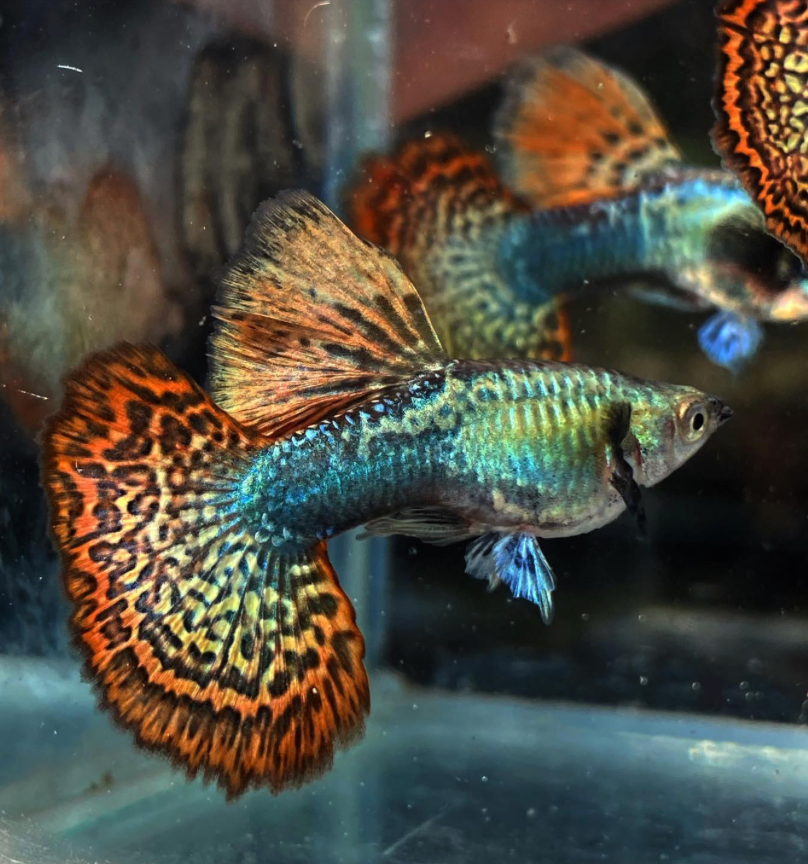 (LTG-015) Red Dragon High Dorsal Thai Fancy Guppy