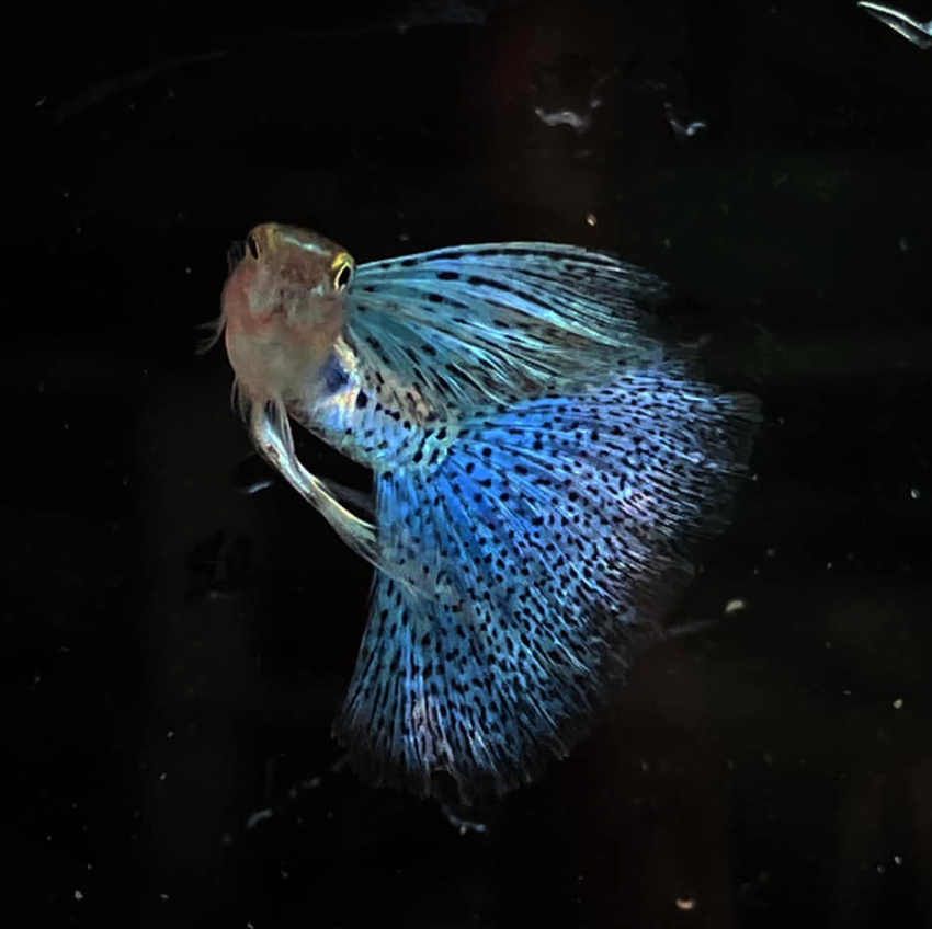 (LTG-055) Blue Grass Ribbon Thai Fancy Guppy