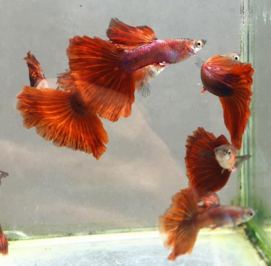 (LGT-066) Red Rose Thai Fancy Guppy