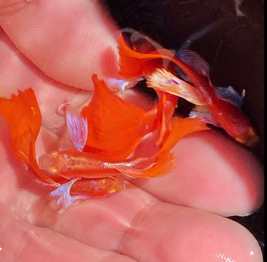 (LTG-057) Albino Full Red Big Ear Thai Fancy Guppy