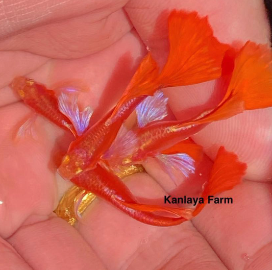 (LTG-057) Albino Full Red Big Ear Thai Fancy Guppy
